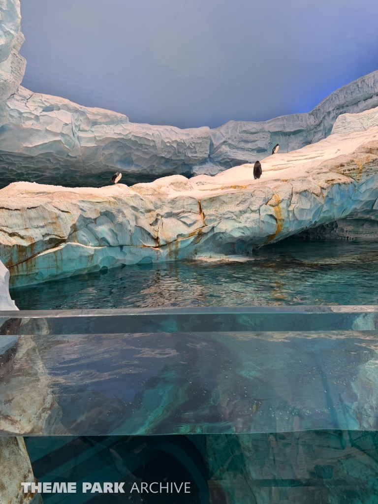 Antarctica at SeaWorld Yas Island
