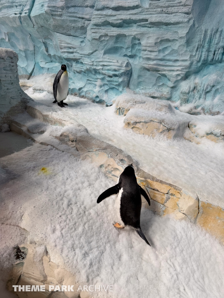 Antarctica at SeaWorld Yas Island
