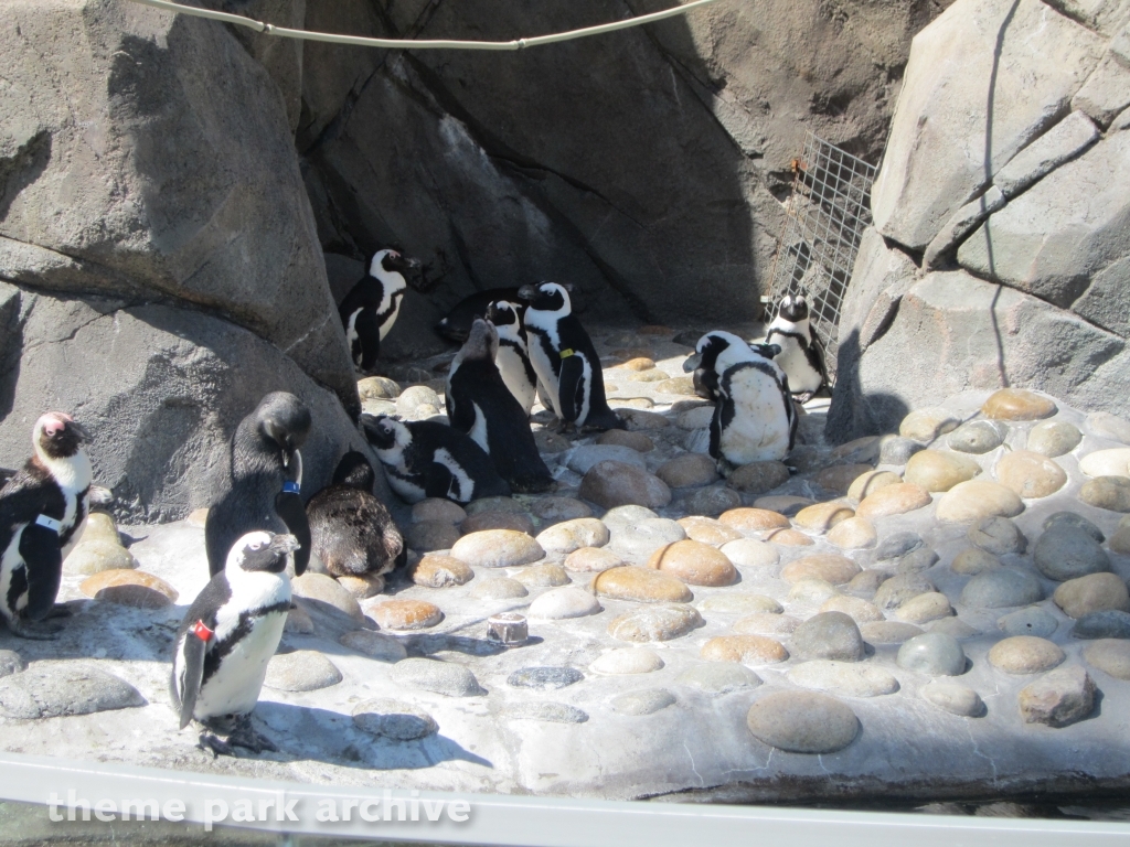 Penguin Passage at Six Flags Discovery Kingdom