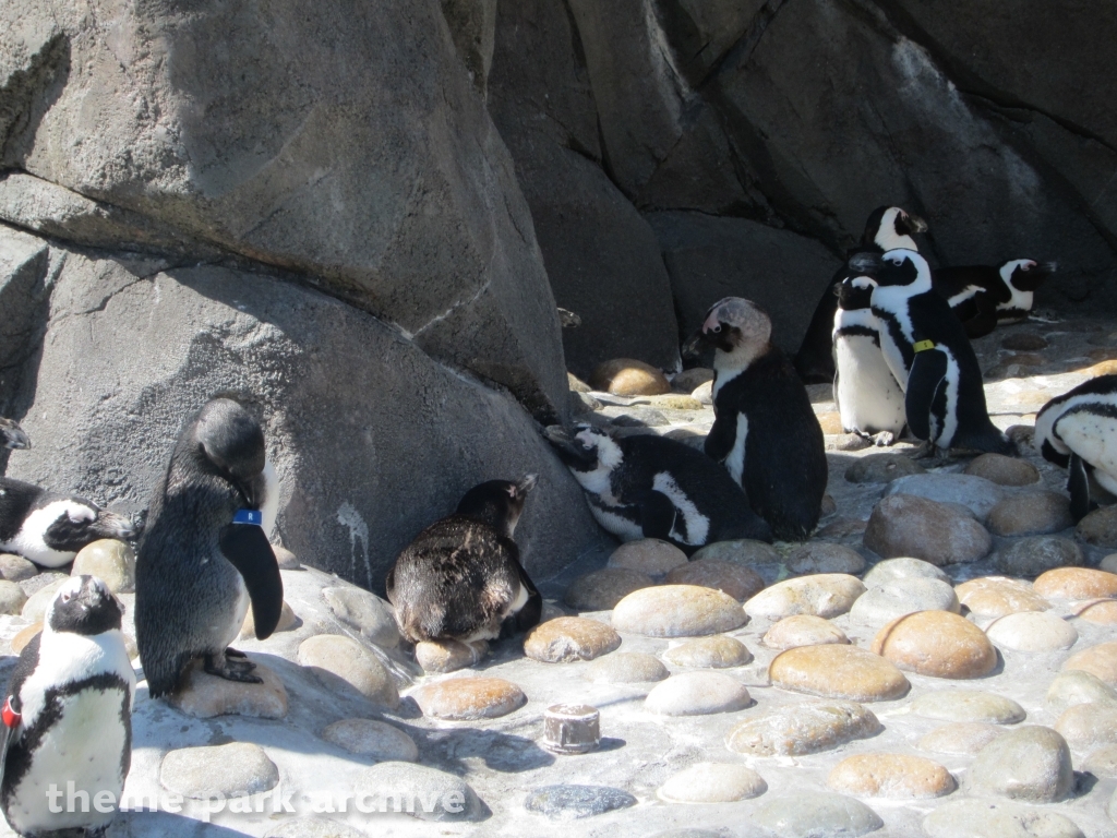 Penguin Passage at Six Flags Discovery Kingdom