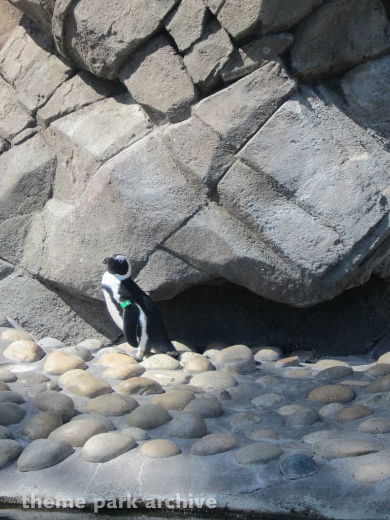 Penguin Passage at Six Flags Discovery Kingdom