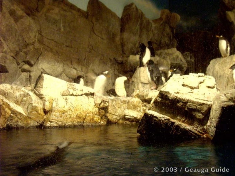 Penguin Experience at Geauga Lake