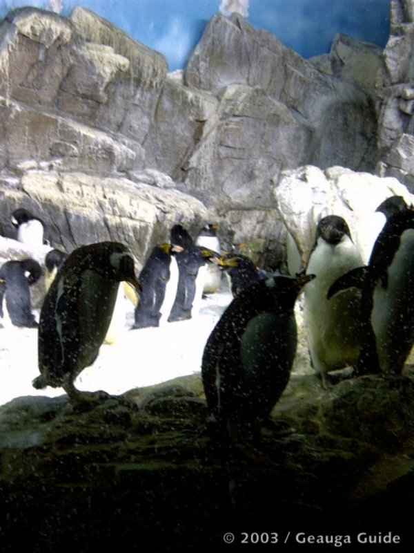 Penguin Experience at Geauga Lake