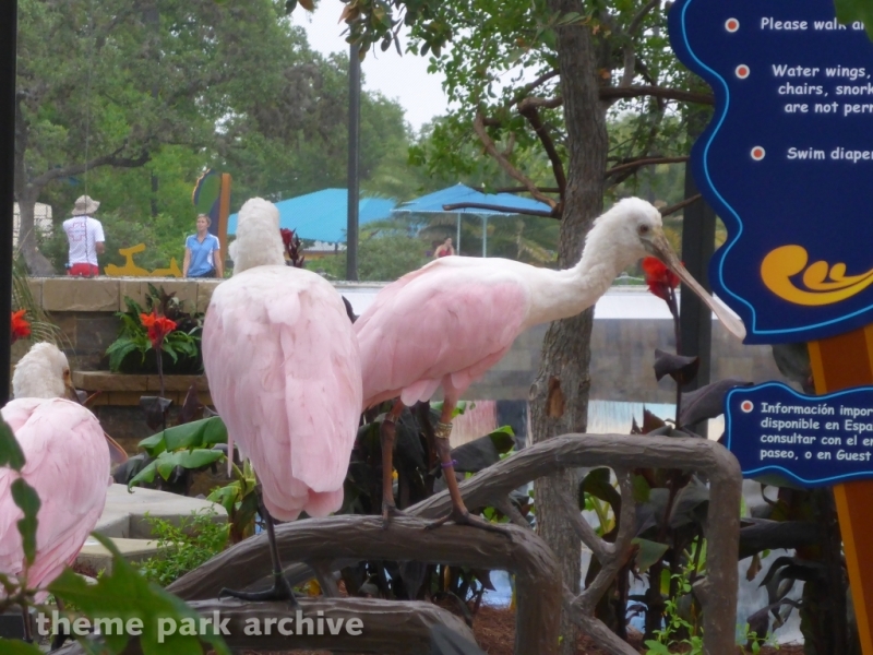 Roa's Aviary at SeaWorld San Antonio