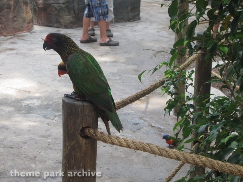 Bird Gardens at Busch Gardens Tampa