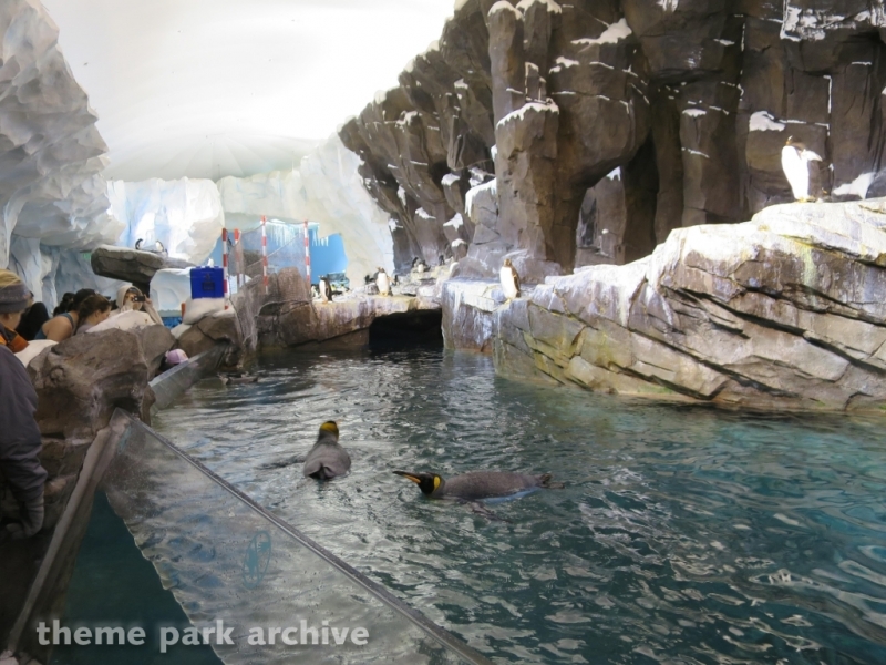 Antarctica Empire of the Penguin at SeaWorld Orlando