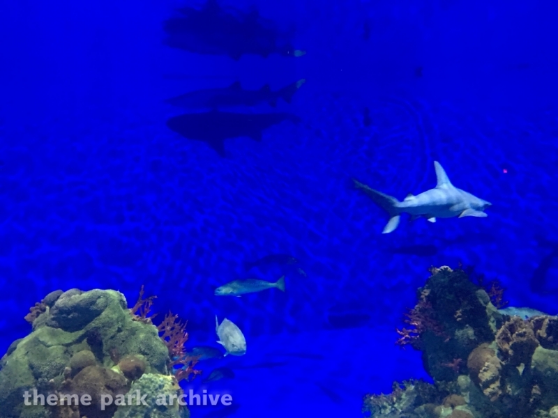 Sharks   The Coral Reef at SeaWorld San Antonio