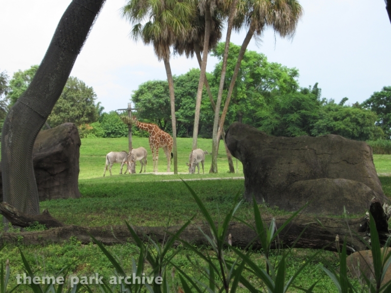 Nairobi at Busch Gardens Tampa