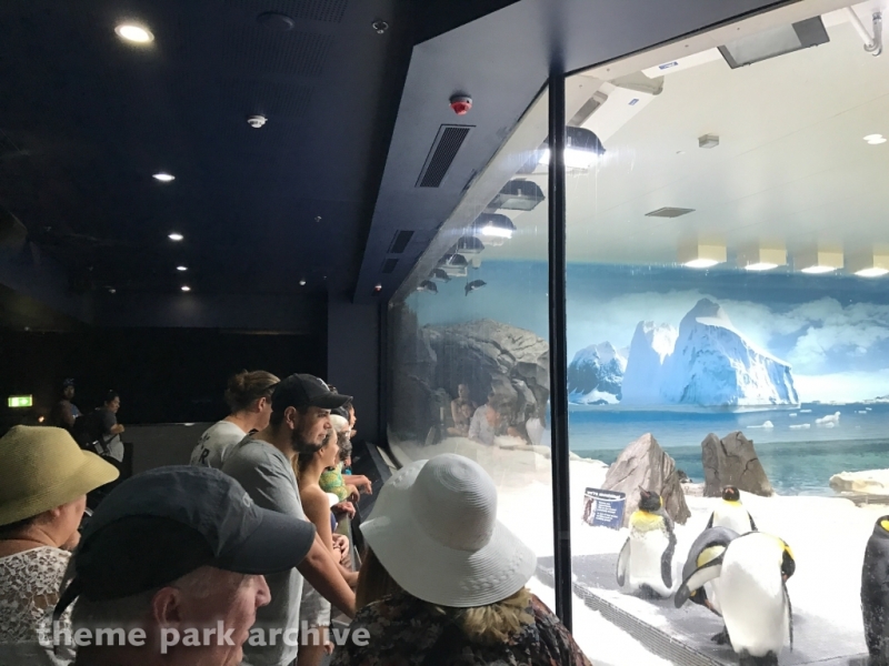 Penguin Encounter at Sea World Gold Coast