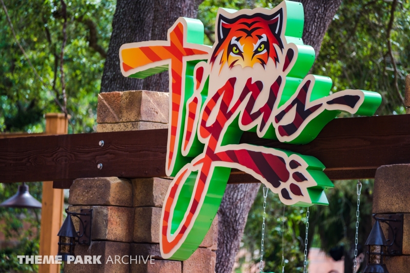 Tigris at Busch Gardens Tampa