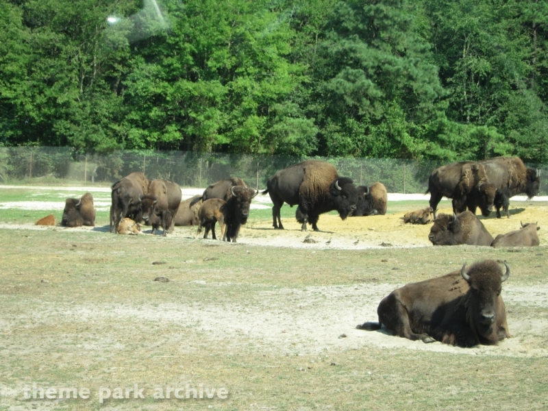 Wild Safari at Six Flags Great Adventure