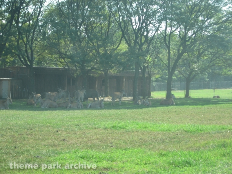 Wild Safari at Six Flags Great Adventure