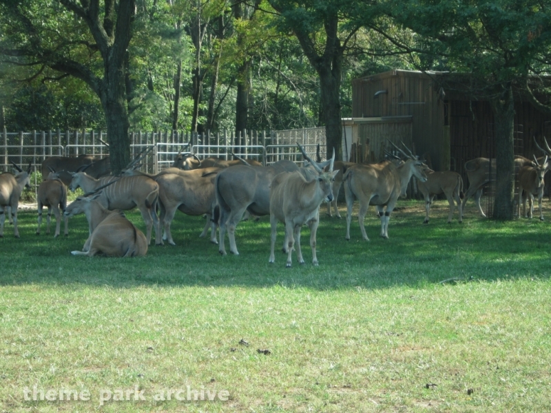 Wild Safari at Six Flags Great Adventure