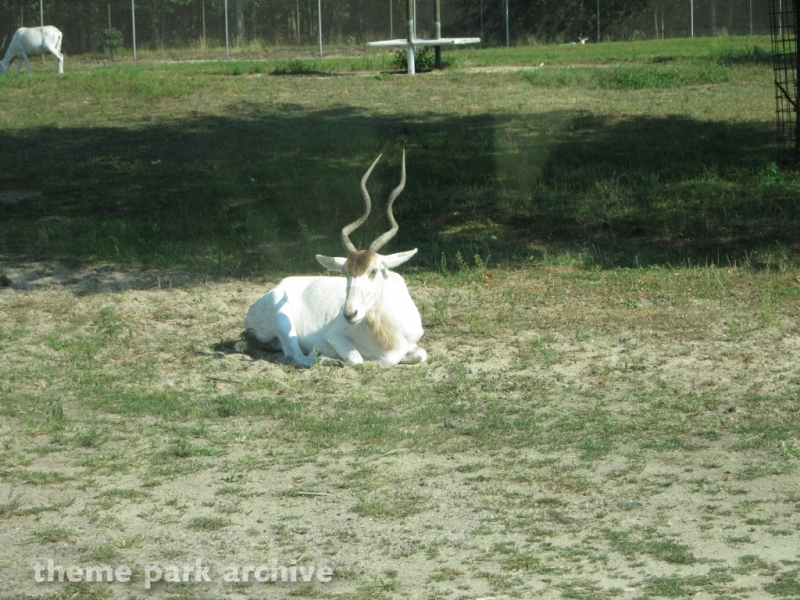 Wild Safari at Six Flags Great Adventure