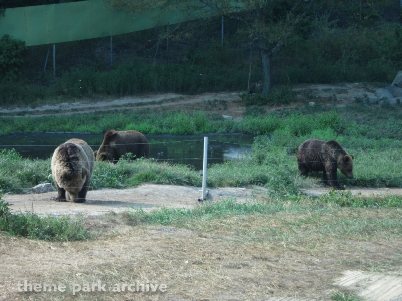 Wild Safari at Six Flags Great Adventure