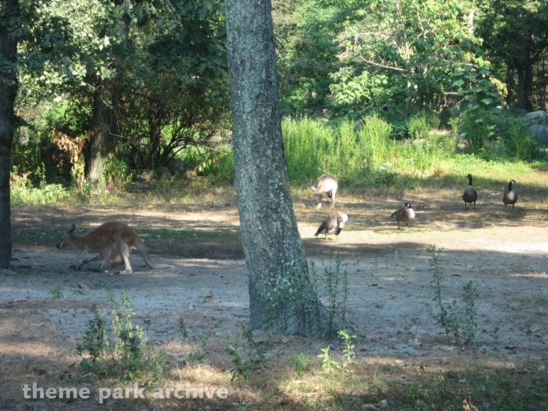 Wild Safari at Six Flags Great Adventure