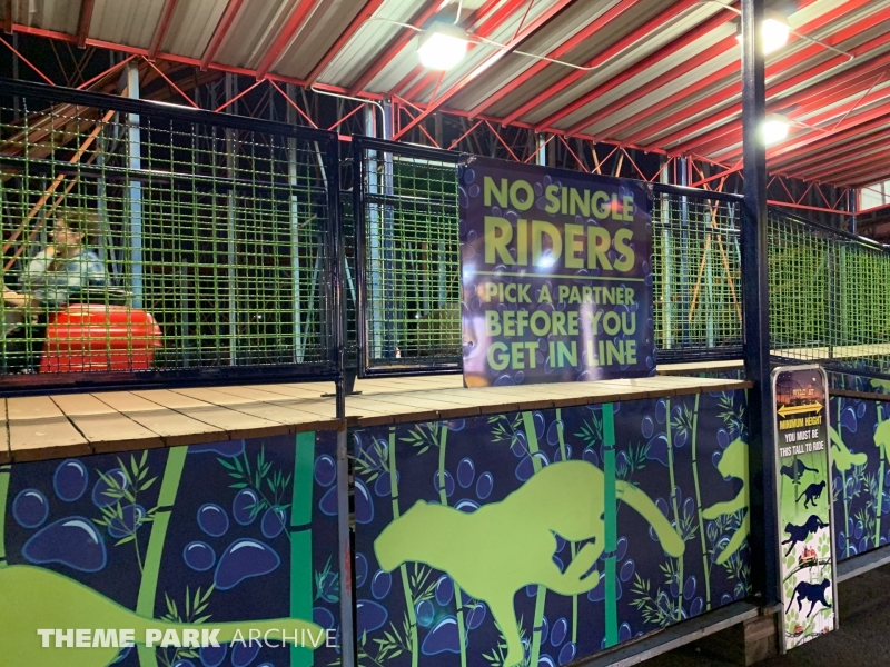Wild Cat at Washington State Fair