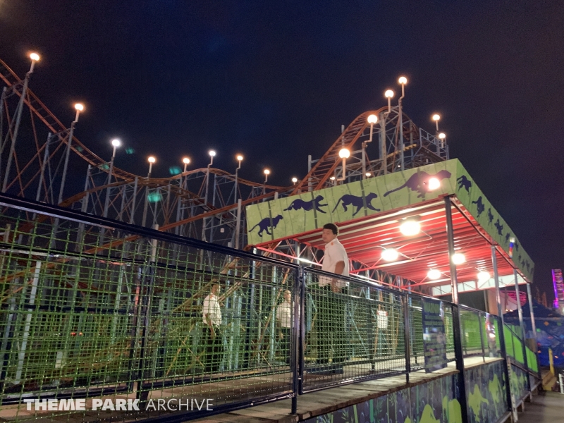 Wild Cat at Washington State Fair