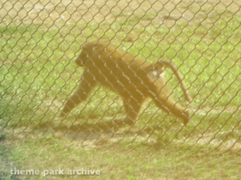 Wild Safari at Six Flags Great Adventure