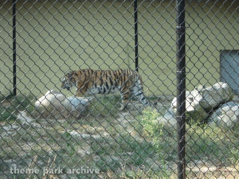 Wild Safari at Six Flags Great Adventure