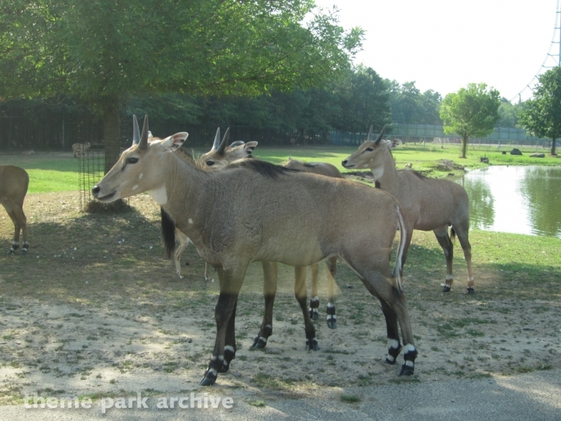Wild Safari at Six Flags Great Adventure