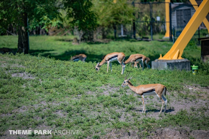 Serengeti Plain at Busch Gardens Tampa