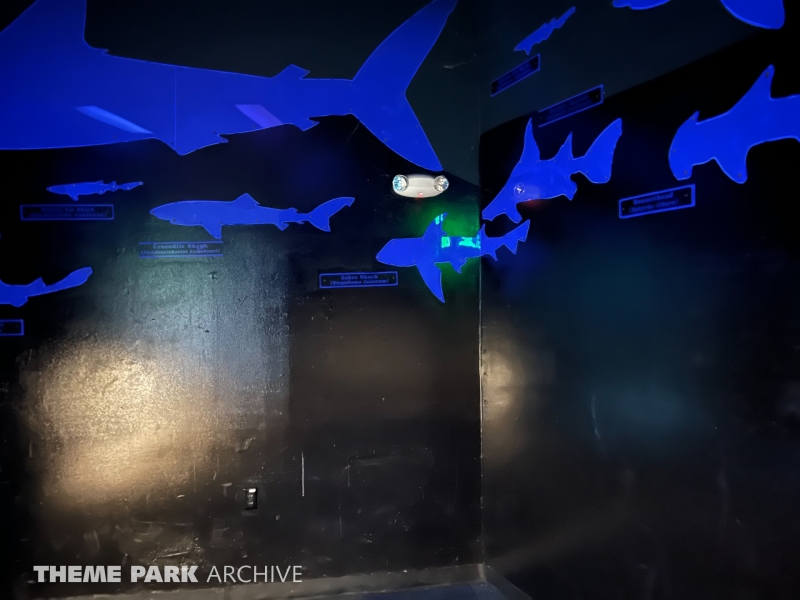 Sharks at Six Flags Discovery Kingdom