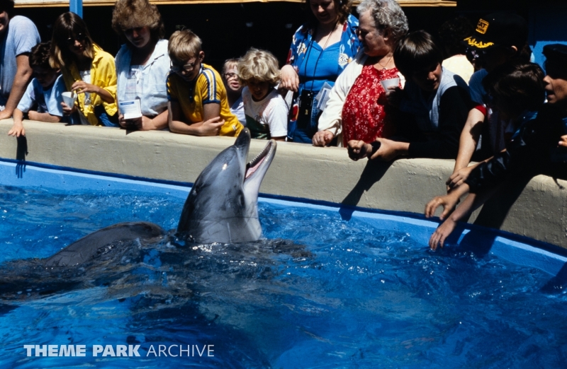Whale and Dolphin Petting Pool at SeaWorld Ohio
