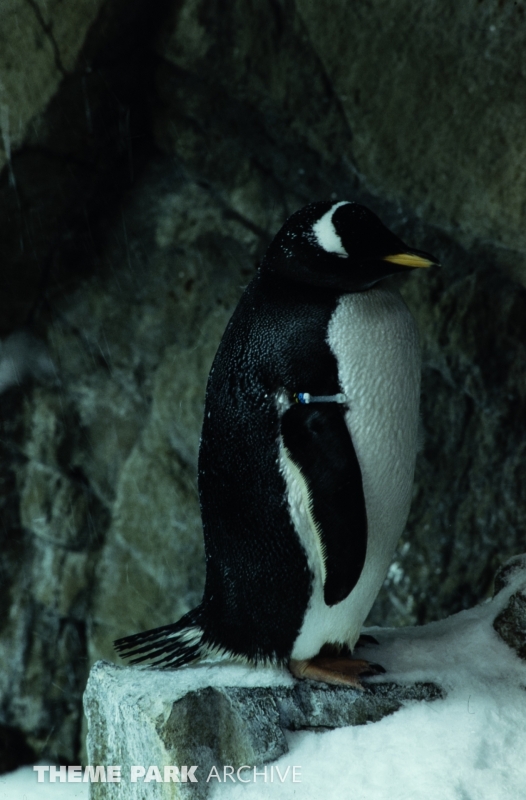 Penguin Encounter at SeaWorld Ohio