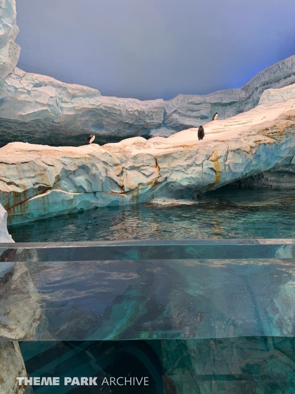 Antarctica at SeaWorld Yas Island