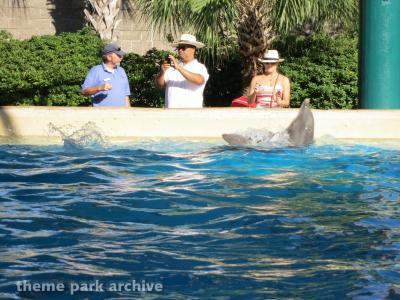 Dolphin Cove