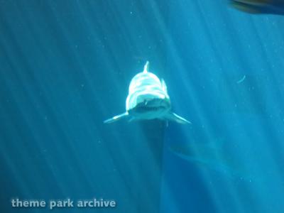Sharks   The Coral Reef