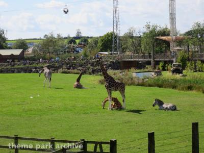 Flamingo Land