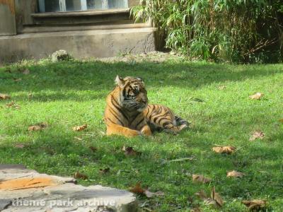 Disney's Animal Kingdom