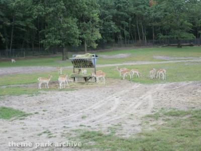 Safari Off Road Adventure