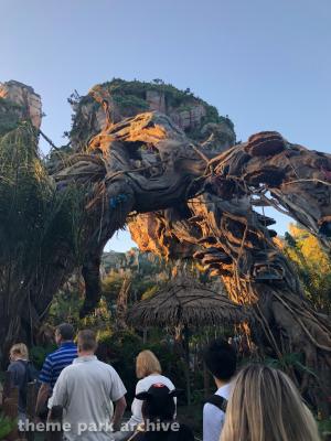 Disney's Animal Kingdom