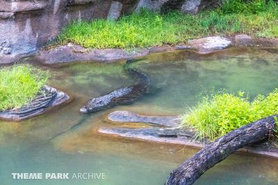 Disney's Animal Kingdom