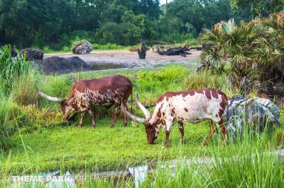 Disney's Animal Kingdom