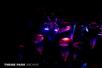 Disney's Animal Kingdom