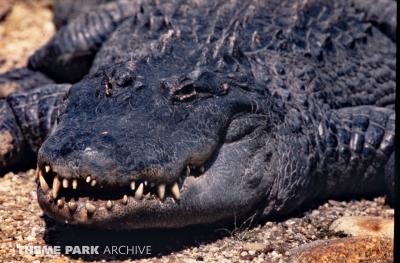 Alligator Exhibit