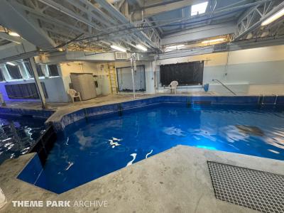 Sharks   The Coral Reef